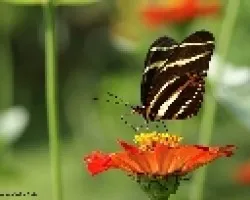mariposarayada