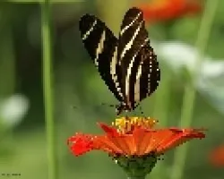 mariposarayada