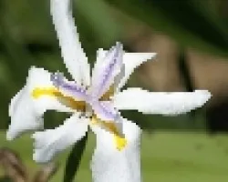 lirio blanco