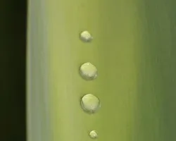 gota