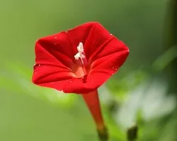 campanilla