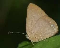 palomilla