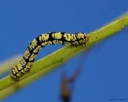 azulado
