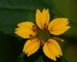 florecilla
