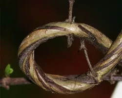 o