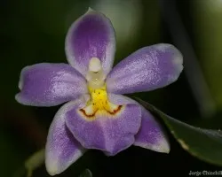 Ticoglossum krameri