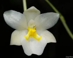 Ticoglossum oerstedii