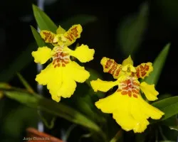 erycina pusilla