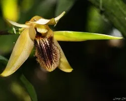 coelogyne