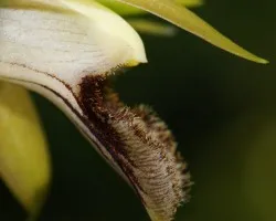 coelogyne