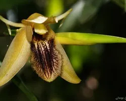 coelogyne