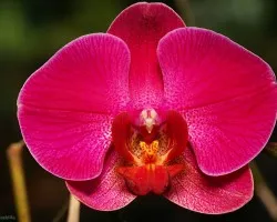 Phalaenopsis