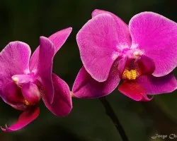 Phalaenopsis