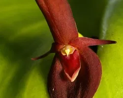 Pleurothallis radula