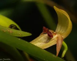 Pleurothallis tonduzii