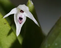 Pleurothallis viduata