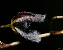 Pleurothallis convallaria