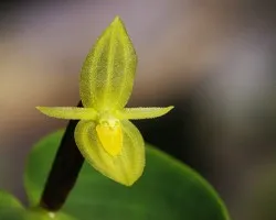 Pleurothallis sp.