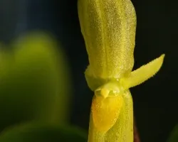Pleurothallis sp