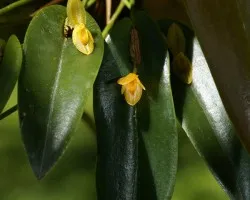 Planta de un Pleurothallis 