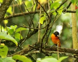 pajarillo