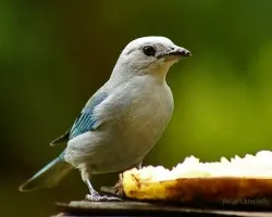 Luis
