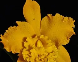 c.hibrida