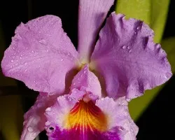 cattleya hibrida