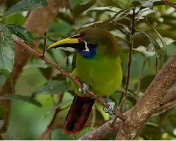 Aulacorhynchus prasinus