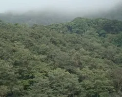 Bosque