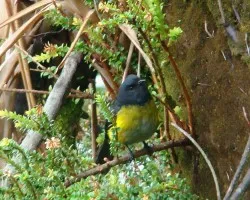 Black-and-Yellow Silky-Flycatcher - Phainoptila melanoxanta