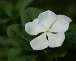 se le llama mariposa