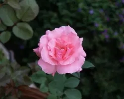 Rosa