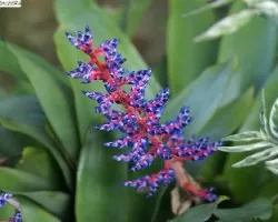 Bromelia sp.