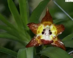 Huntleya burtii