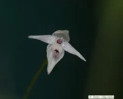Pleurothallis sp.