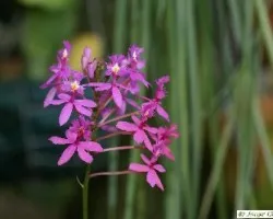 Epidendrum