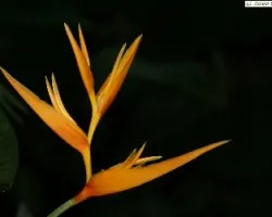 Platanilla