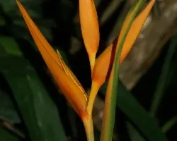 Heliconia