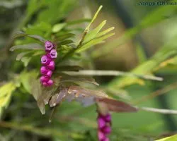 Isochilus major