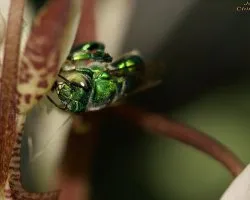 Abeja verde