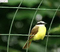 pecho amarillo