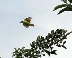 vuelo amarillo