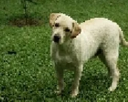 homero