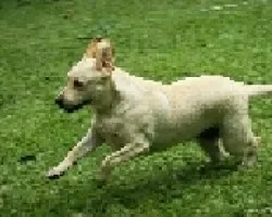 homero