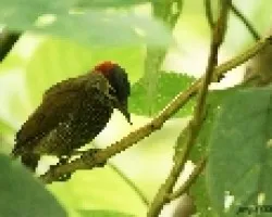 carpintero