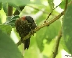 carpintero