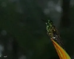 colibri