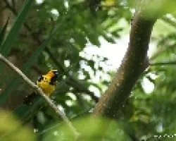 cacique