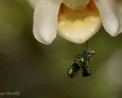 abeja verde
